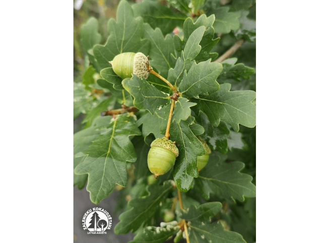 Quercus robur   'Castle Howard'